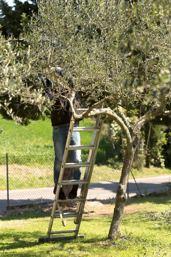Bed&Breakfast Il Frantoio Misano Adriatico Exterior foto
